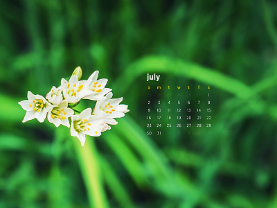 July 2017 28 70mm calendar download flower nature photography sony a7 wallpaper