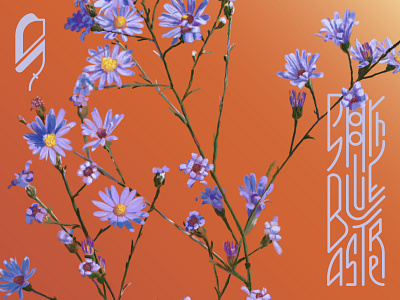 Symphyotrichum laeve bloom design flower handmade type illustration illustrator lettering procreate procreate app smooth blue aster type typography