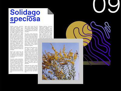 Solidago speciosa 09 collage design experimental experimental design flower goldenrod illustration illustrator layout layout design vector