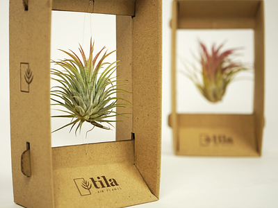 Tila, air packaging for air plant