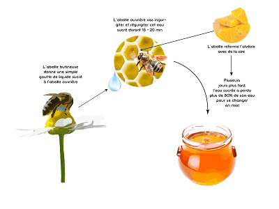 Honey as Plasticizer of Paintings chromatic colours contrast craft design emulsion form illustration illustrator waves