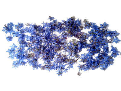 Borage - Bourrache bleu blue chromatic colours craft flowers