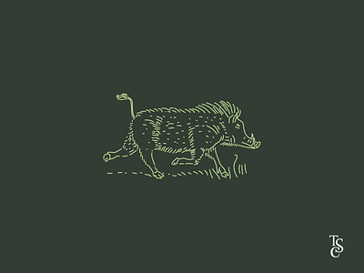 Warthog Illustration illustration