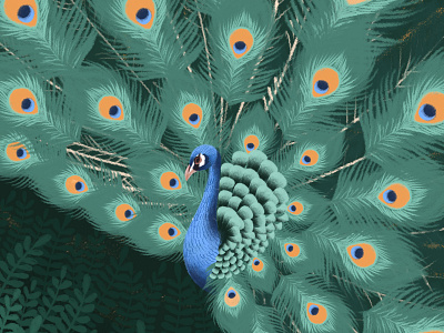 Peacock adobe photoshop art bird bird of paradise digital art digital illustration drawing garden green illustration tail