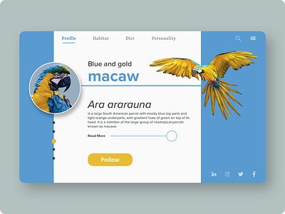 DailyUI #006 - Profile 006 bird blue daily ui daily ui 006 daily ui challenge flying follower page followers gold macaw nature parrots profile profile page sky ui challenge ui design user profile web ui