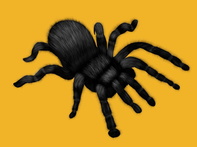 Pretty little spider illustration procreate