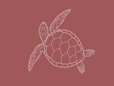 turtle design graphic icons illustration illustrator logo purple turtle vector