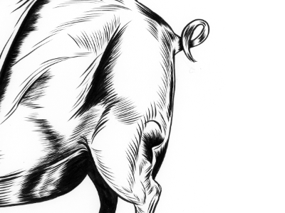 Hog Bottom editorial freelance illustration