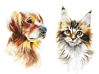 Watercolor Illustrations: Golden Retriever and Maine Coon