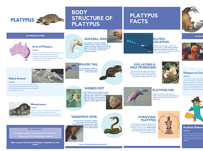 Platypus - 4 Fold Pamphlet 4fold graphic design pamphlet platypus