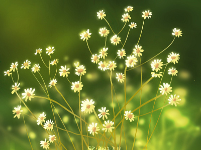 小野菊chrysanthemums