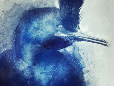 Bird andaur animal bird blue colors illustration new photoshop sebastian store