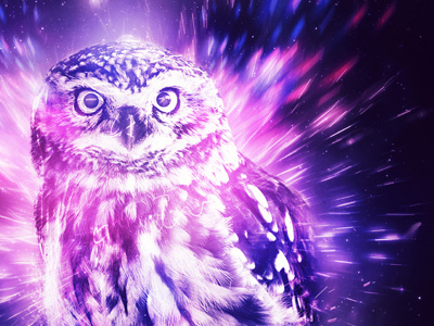 Zero animal bird cosmic free lights owl photoshop zero