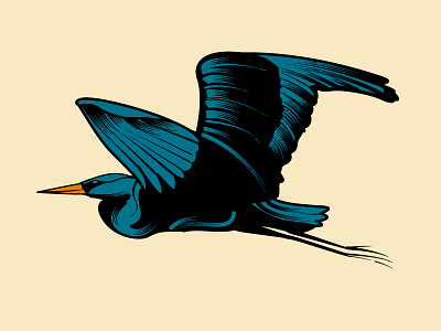Blue Heron Illustration bird heron illustration