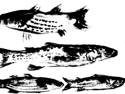 Sprattus sprattus expressionism fish illustration