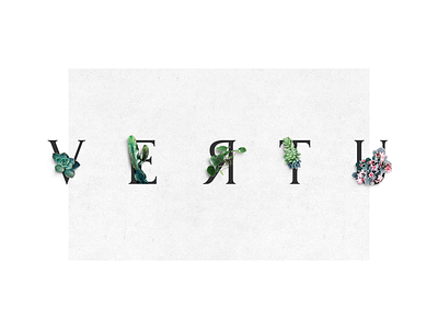 Blog header blog cactus composition flower header logo pilea plant typo typography ui uidesign