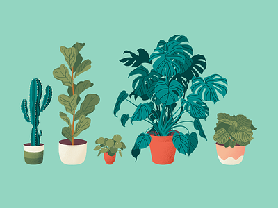 Collection of plants cactus calathea design ficus green illustration ipad leaf monstera pilea plant pot procreate