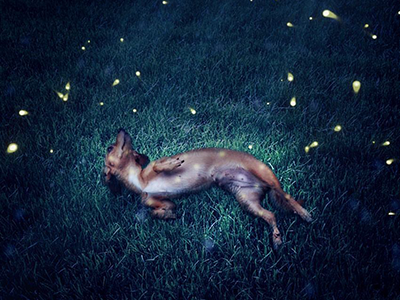 Dreams of Fireflies dog fireflies manipulation photo photoshop