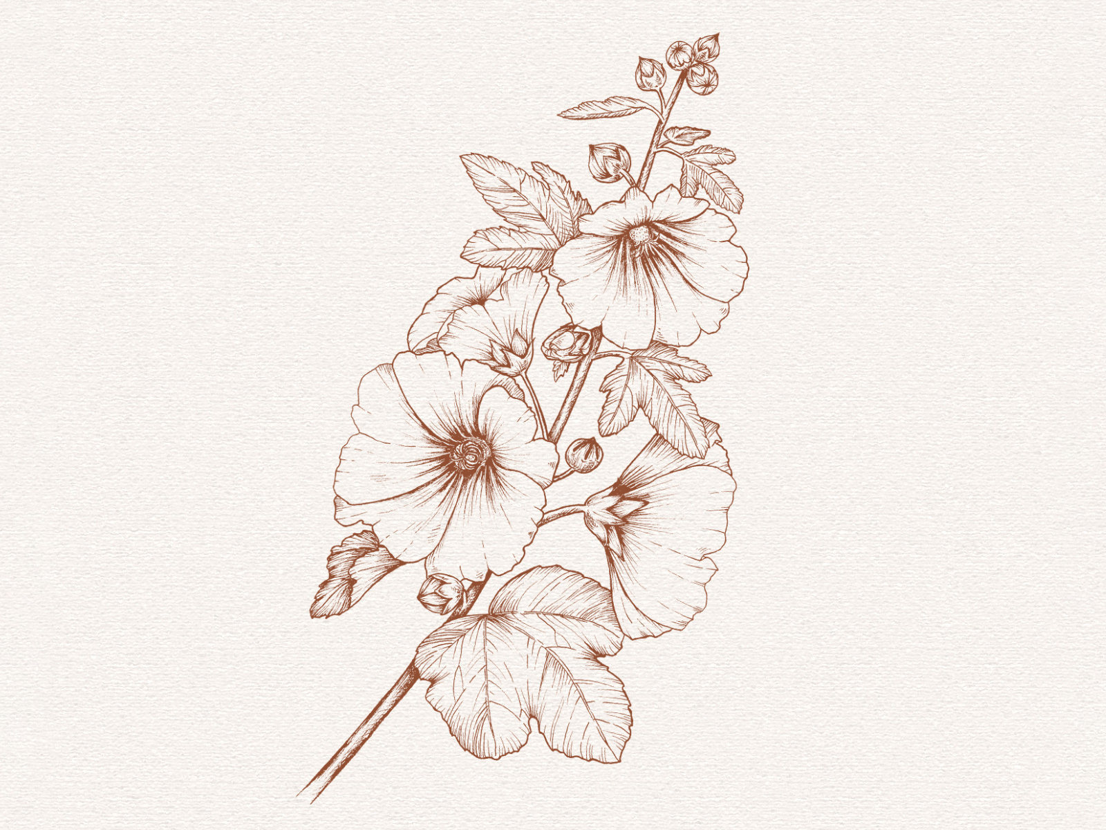 Hollyhock drawing by Petra Holíková on Dribbble