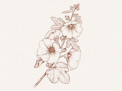 Hollyhock drawing botanical drawing floral illustration ink pen realistic