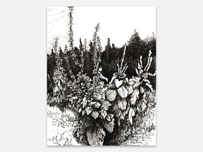 Nature, Sketch black black white graphic drawing hand draw handmade ink leaves nature painting pen pen ink pencil sketch sketching white