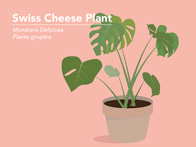 Swiss Cheese Plant adobe illustrator botanical illustration brighton based design digital art digital design digital illustrator illustration illustrator cc plant illustration