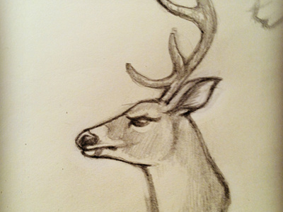 Stag Sketch