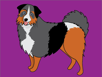 Australian Shepherd animals art australia australian shepherd design dog dog illustration dogs flat illustration illustrator sheepdog vector vector art