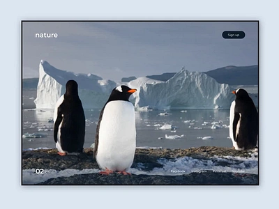 My first shot - Antarctic animation antarctic design penguins ui ux web winter