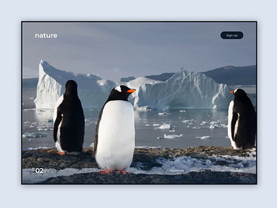 My first shot - Antarctic animation antarctic design penguins ui ux web winter
