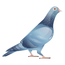 { Kabutar } Pigeon design graphic icon pank.in