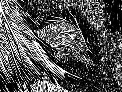 Reclaimed by Nature bird black dead detail drawing illustration ink pen twig white wood