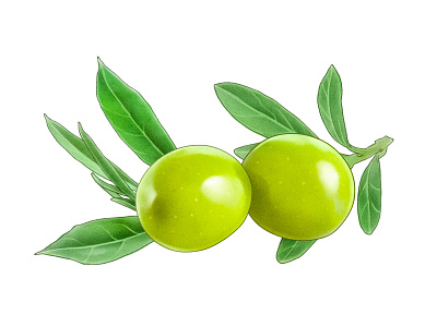 Olives for Zeta pacage. oil olives