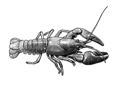 seafood for Falkeskogs package. engraving etching fish harring mackerel prawn shrimp
