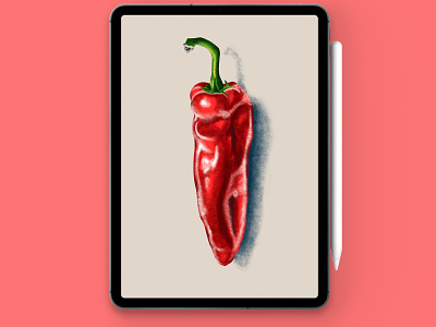 Realistic Chili 🌶️ Procreate illustration in procreate art digitalart illustration ipadpro ipadproart procreate realistic