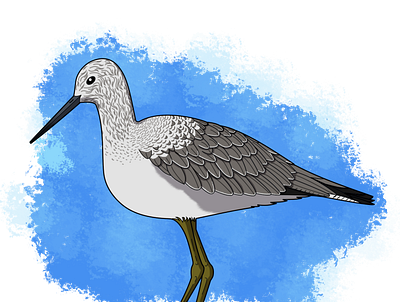 Ave limícola ave bird dibujo fauna ilustración ilustration limicola natura