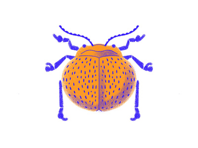 Orange Beetle beetle blue bug illustration orange procreate