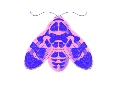 Pink and Blue Moth blue bugs chloelewis illustration moth pink procreate series