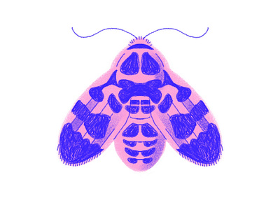 Pink and Blue Moth