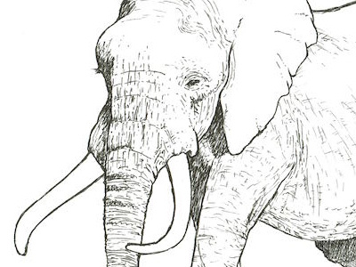 Adult Elephant copic illustration ink