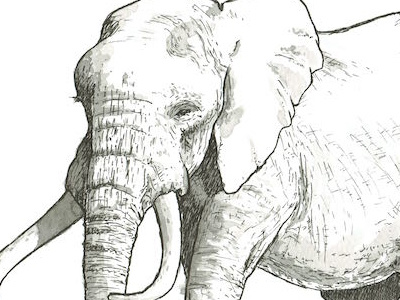 Adult Elephant