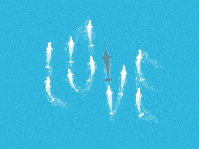 Love beluga design digital art illustration illustrator lettering love narwhal type typography whales