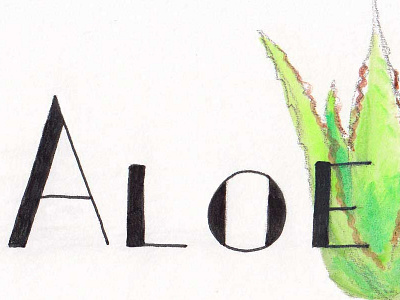 Aloe handlettering illustration lettering typography watercolor