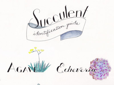 Succulent Identification Guide hand lettering hand lettering hand type illustration illustrator lettering painting type typography watercolor