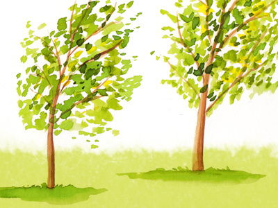 Parkland Trees illustration trees