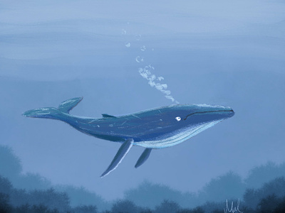 Shadow Blue Whale