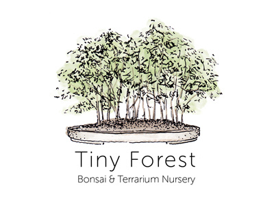 Tiny Forest bonsai illustration logo
