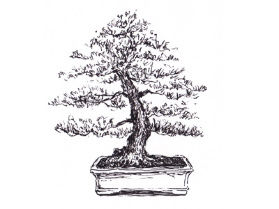 Pine Bonsai bonsai drawing inktober