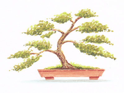 Bonsai marker sketch