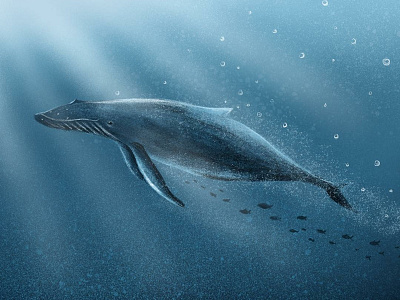 Whale drawing illustration ipad art ocean procreate procreate art under water whale